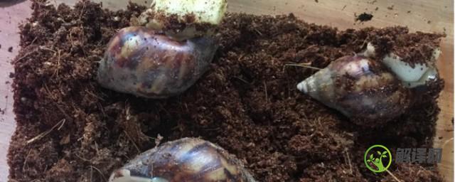 野生蜗牛家里养殖技巧