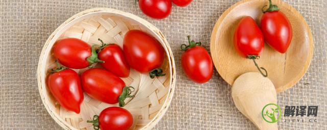 家庭小番茄种植过程(种植小番茄的过程)