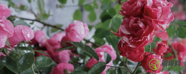 蔷薇种植方法和时间(蔷薇适合什么时间种植)