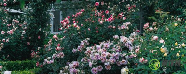 玫瑰种子几月份种植(玫瑰种子种植多长时间开花)