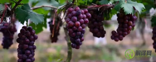 葡萄在几月份种植(葡萄在什么时候种植)