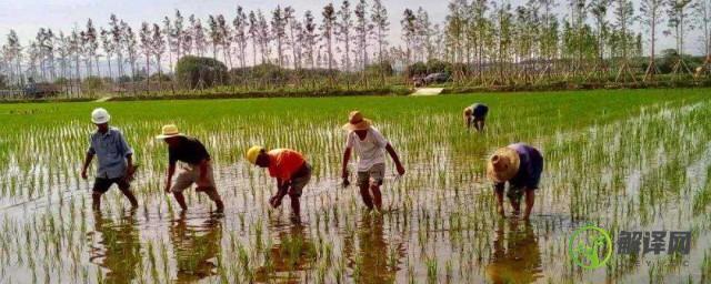 水稻种植技术技巧组合(水稻种植新方法)