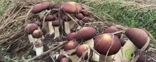 大球盖菇种植技巧(露天种植大球盖菇栽培技术配方)
