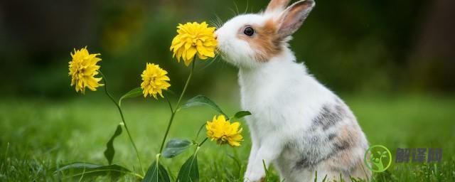 兔子的仙气十足又简单的名字(好听可爱的兔子名)