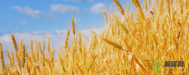 小麦种植的小技巧(小麦种植知识)