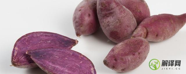 紫薯的种植小技巧(种紫薯的全部教程)