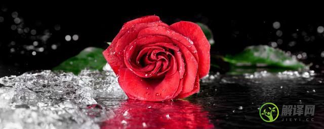 玫瑰花用水种植方法与技巧(水培玫瑰花的养殖方法和注意事项)