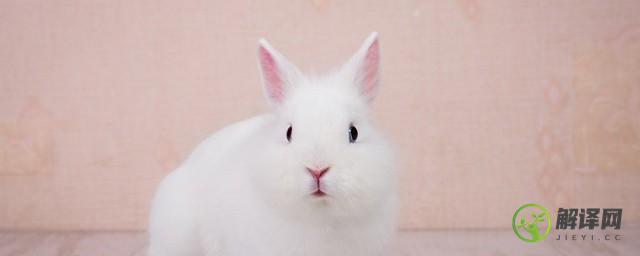 仙气十足的兔兔名字(兔子的名字洋气点的)