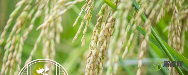 大米种植方法和技巧(种植大米的五个步骤)