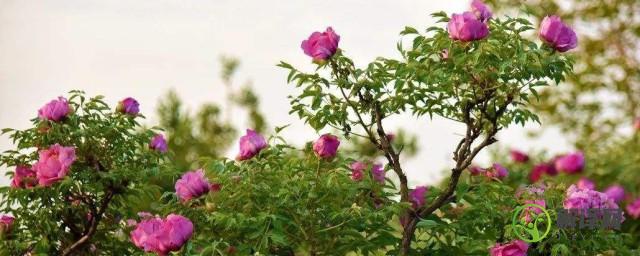银川紫斑牡丹树种植技巧(紫斑牡丹基地)