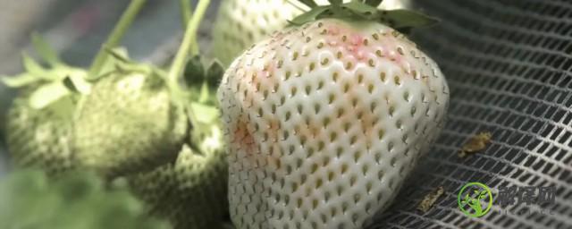 菠萝莓的种植技巧(菠萝的种植技术)