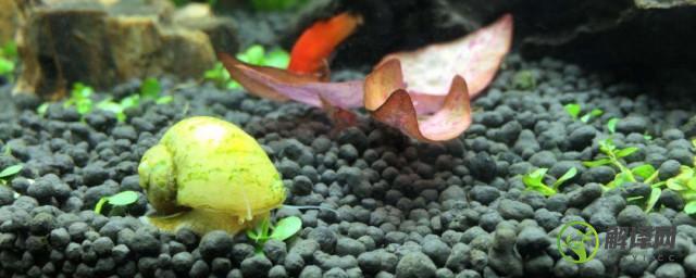 黄金螺怎么繁殖(黄金螺怎么繁殖呢)