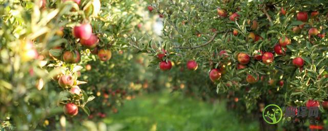 苹果盆栽种植技术与注意事项(苹果树盆栽种植方法及过程)