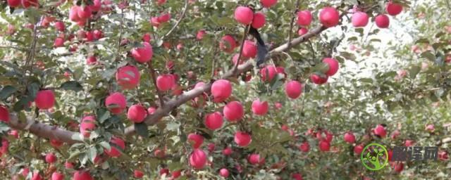 6月栽种苹果树注意事项(栽苹果树注意什么)