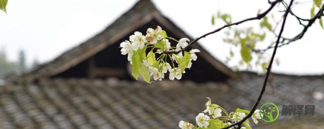 清明节语录(清明节语录短句小学生)