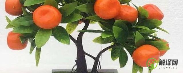 橘子树盆栽种植方法和注意事项