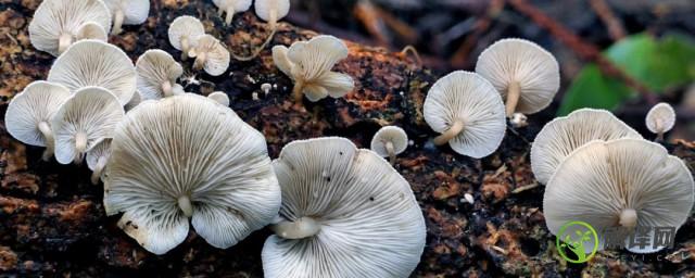 另类植物鉴赏二蘑菇(蘑菇植物图片)
