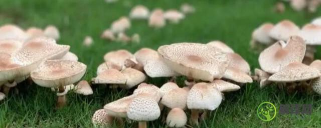 什么是蘑菇圈蘑菇圈是怎样形成的