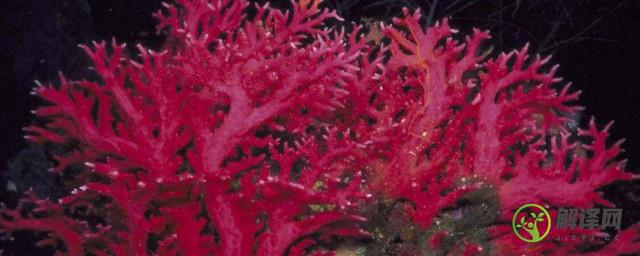 红珊瑚是动物还是植物(红珊瑚属于动物还是植物)