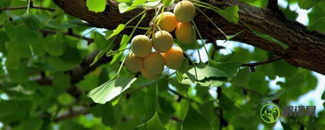 银杏果树种植方法(银杏树盆栽的种植方法)