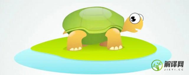 缅甸陆龟是保护动物吗(缅陆龟是几级保护动物)