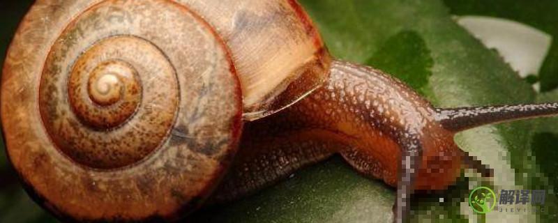 蜗牛的特点和本领(通过蜗牛的特点学到了什么)