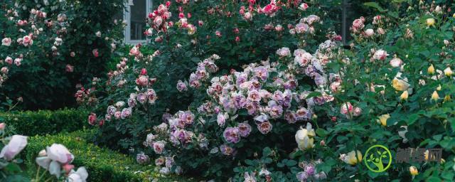 玫瑰蔷薇月季什么时候扦插(玫瑰和月季什么季节扦插繁殖)