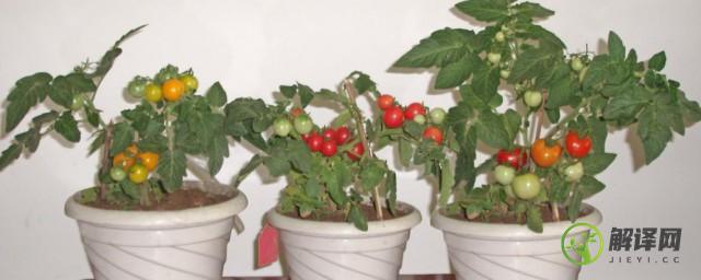 盆栽小番茄的管理方法(盆栽小番茄的种植方法与管理)