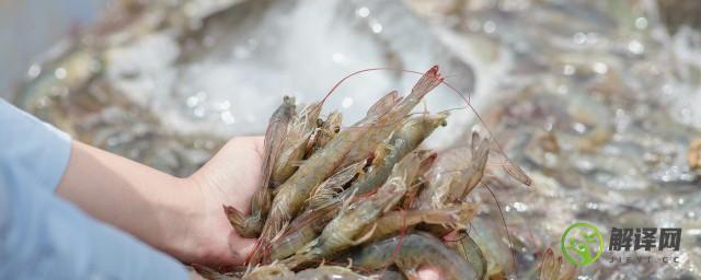 海水养虾需要什么条件和技术(海水虾养殖需要什么条件)