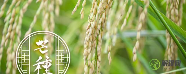 稻子成熟的季节是什么节气(稻谷是什么时候成熟的属于什么节气)