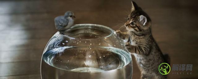 一个半月的猫可以吃猫粮吗(一个多月的猫可以吃猫粮吗)