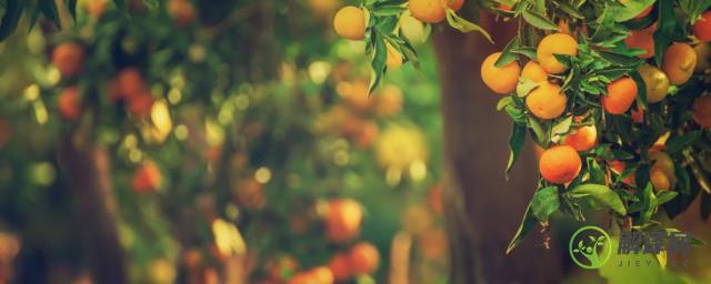柑橘成熟季节烂果是什么原因(柑橘成熟期烂果掉果是为什么)