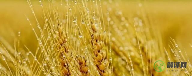 小麦在什么季节成熟(小麦在哪个季节成熟)