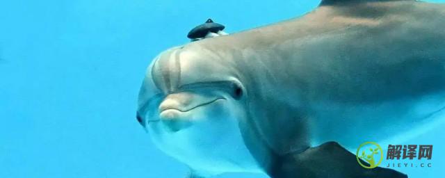 海豚的鼻子长在哪里(海豚的鼻子长在哪里图片)