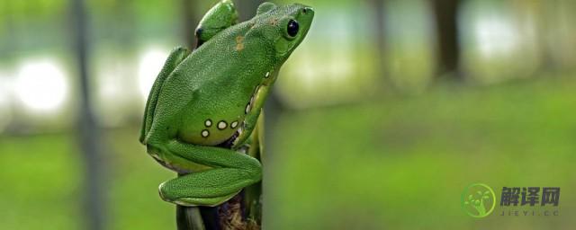 大泛树蛙是保护动物吗(大泛树蛙是不是保护动物)