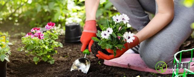植物栽种之前给土壤进行消毒(种花时土壤需要杀菌消毒吗)