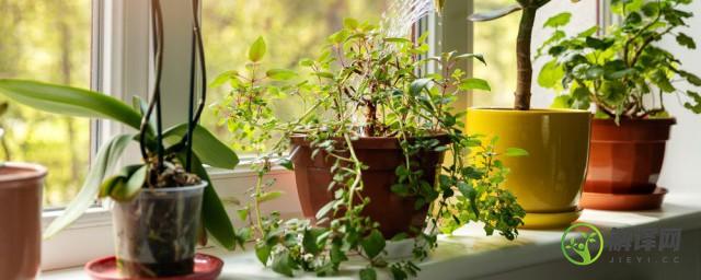 家庭室内植物摆放风水(家庭植物摆放与风水)