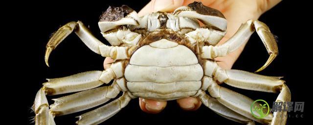 螃蟹怎么长期保存鲜度如初(螃蟹怎么保存时间长 螃蟹怎么保存才新鲜)