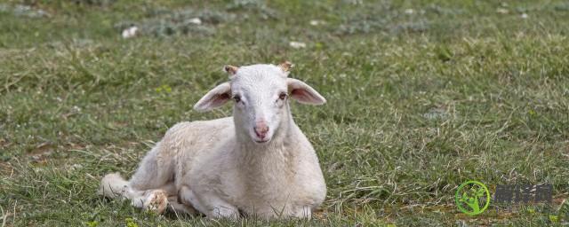 羊的象征和意义是什么(羊的象征意义有哪些)