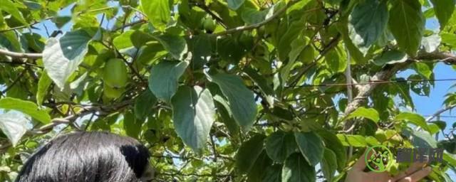 软枣猕猴桃如何种植(软枣猕猴桃如何种植和管理)