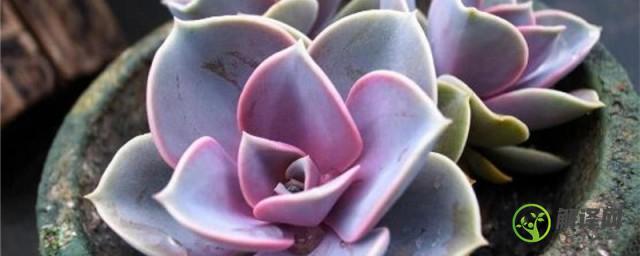 紫珍珠叶子发蔫怎么办(紫珍珠叶子软了怎么办)