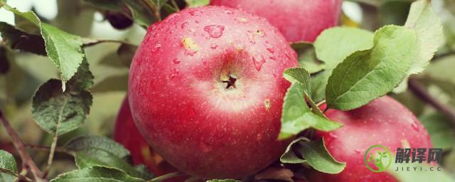 苹果吃多了会发胖吗(苹果吃多了会发胖吗怎么吃)