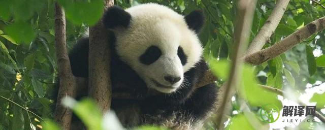 梦见熊猫是什么意思(梦到 熊猫)