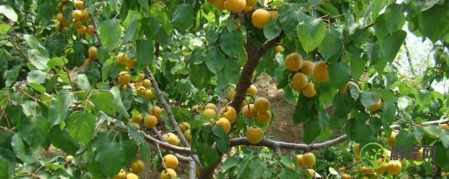 杏树怎么种植(杏树怎么种植最好)