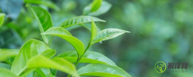 茶树种子要怎么种植(茶树种子怎么种植方法)