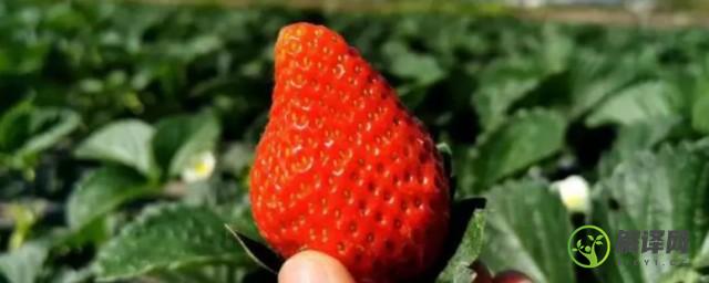 奶油草莓怎么种植(奶油草莓怎么种植视频)