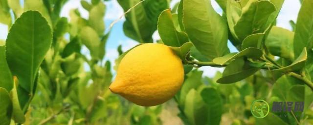 如何种柠檬树(如何种柠檬树视频)