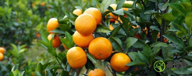 金橘的种植技术(金橘的种植方法)