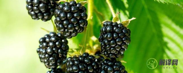 黑莓的功效与作用禁忌及食用方法