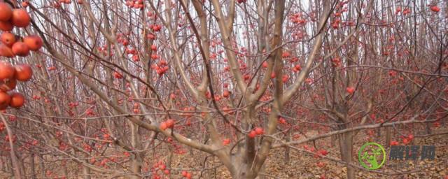 冬红果和海棠果树区别(冬红果树和海棠树的区别)